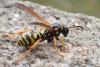 Polistes sp.